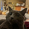 cat, gray_cat, close_up, wide_eyes, curious, indoor, living_room, sofa, couch, lamp, home_decor, whiskers, pet, feline, cozy, blurred_background, warm_lighting, relaxed, domestic_animal, furry