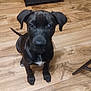 puppy, dog, black_dog, indoor, wooden_floor, pet, animal, young_dog, canine, looking_up, sitting, ears, tail, flooring, crate, furniture, domestic, cute, companion, alert