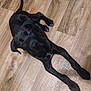 Black joined the competition — help win amazing prizes! puppy, dog, black_dog, pet, floor, wooden_floor, lying_down, looking_up, curious, indoor, animal, young_dog, canine, ears, tail, four_legs, fur, playful, companion, domestic_animal