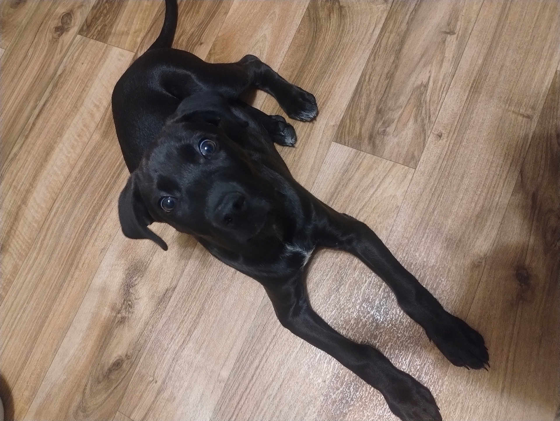 Black joined the competition — help win amazing prizes! puppy, dog, black_dog, pet, floor, wooden_floor, lying_down, looking_up, curious, indoor, animal, young_dog, canine, ears, tail, four_legs, fur, playful, companion, domestic_animal