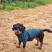 Winnie is registered to the contest to win money with this photo: dog, pet, animal, outdoor, sandy_path, greenery, jacket, black_and_brown, curious, walking, fur, small_dog, nature, canine, cute, adventure, coat, ears, tail, muddy_paws
