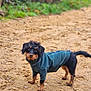 dog, pet, animal, outdoor, sandy_path, greenery, jacket, black_and_brown, curious, walking, fur, small_dog, nature, canine, cute, adventure, coat, ears, tail, muddy_paws