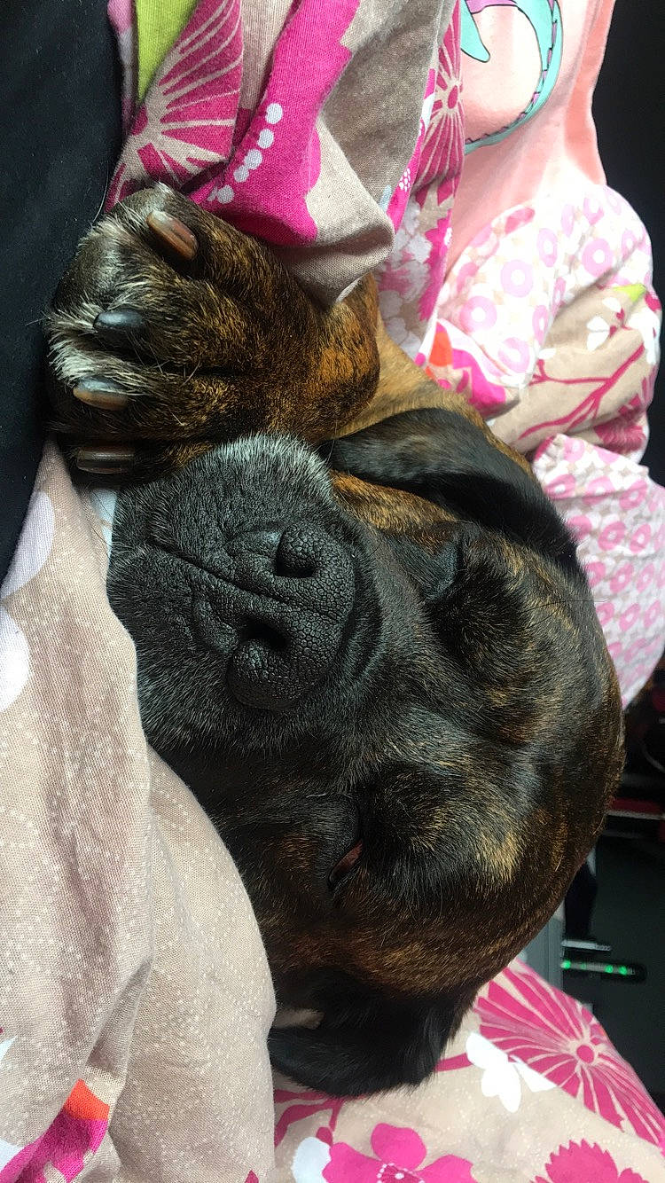 Lilah joined the competition — help win amazing prizes! boxer, bulldog, canidae, carnivore, companion_dog, dog, dog_breed, fawn, french_bulldog, non_sporting_group, old_english_bulldog, olde_english_bulldogge, pink, puppy, shar_pei, snout, sporting_group, wrinkle