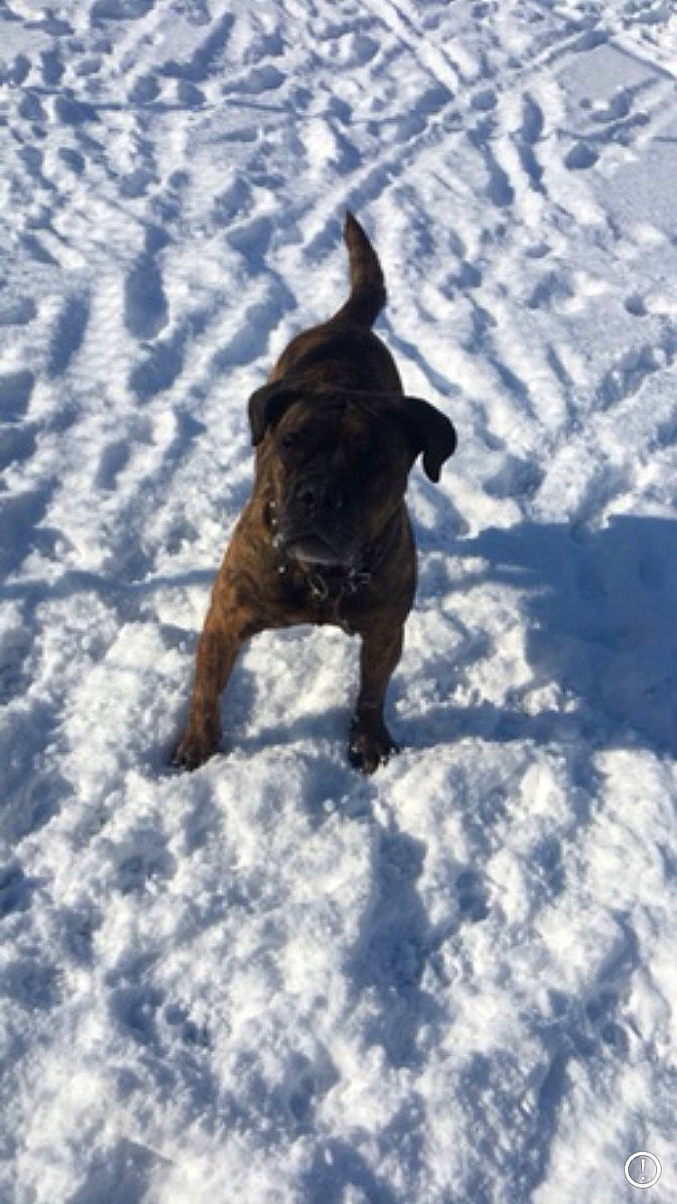 Lilah is registered to the contest to win money with this photo: american_pit_bull_terrier, boxer, canidae, carnivore, dog, dog_breed, fawn, snow, sporting_group, staffordshire_bull_terrier, tail