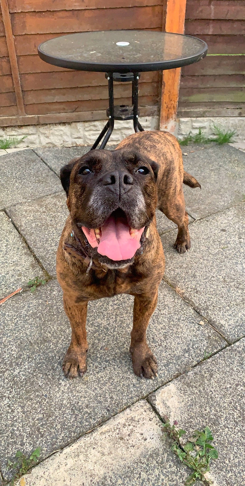 Lilah joined the competition — help win amazing prizes! american_bulldog, american_pit_bull_terrier, bandog, bullmastiff, canidae, carnivore, cimarron_uruguayo, dog, dog_breed, fawn, mammal, molosser, non_sporting_group, perro_de_presa_canario, perro_de_presa_mallorquin, rare_breed_dog, renascence_bulldogge, snout, sporting_group, vertebrate