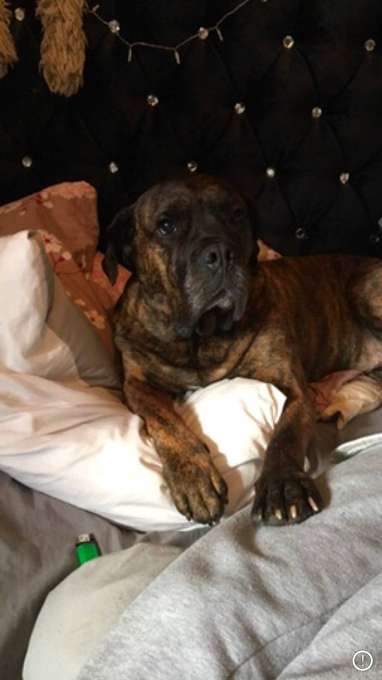 Lilah is registered to the contest to win money with this photo: alaunt, boerboel, bullmastiff, canidae, carnivore, companion_dog, dog, dog_breed, fawn, fila_brasileiro, mammal, non_sporting_group, perro_de_presa_canario, plott_hound, puppy, sporting_group, treeing_tennessee_brindle, vertebrate