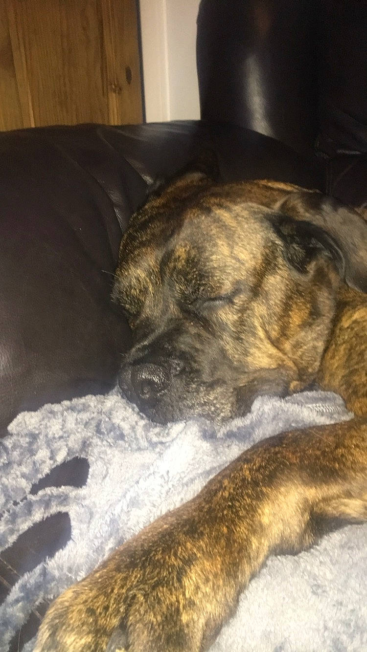 Lilah is registered to the contest to win money with this photo: alano_espanol, alaunt, boerboel, boxer, bullmastiff, canidae, carnivore, cimarron_uruguayo, dog, dog_breed, fila_brasileiro, guard_dog, lurcher, mammal, mountain_cur, non_sporting_group, perro_de_presa_canario, plott_hound, snout