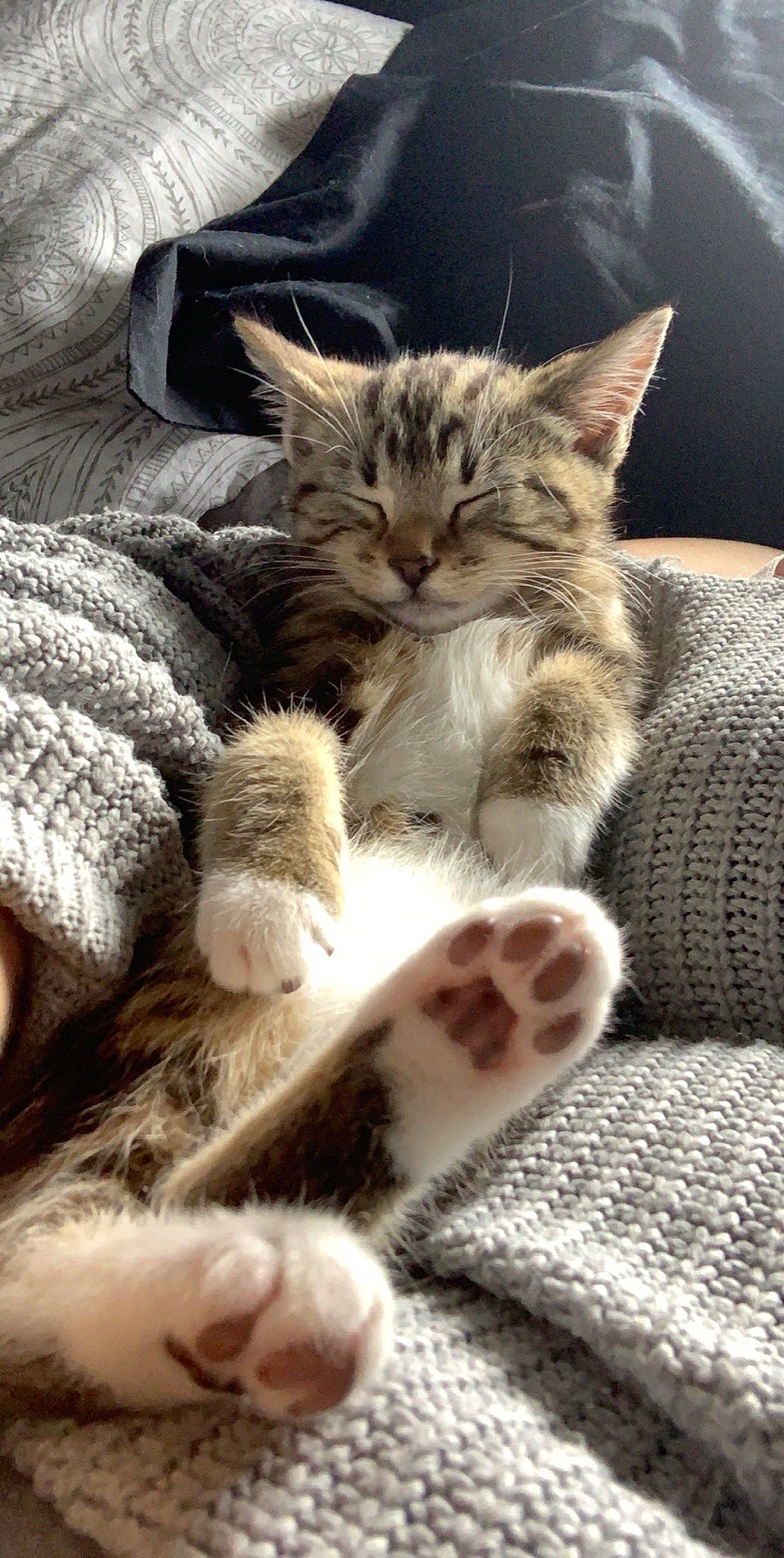 Nala is registered to the contest to win money with this photo: aegean_cat, asian, carnivore, cat, claw, domestic_short_haired_cat, dragon_li, european_shorthair, felidae, fur, kitten, maine_coon, mammal, norwegian_forest_cat, paw, pixie_bob, polydactyl_cat, small_to_medium_sized_cats, tabby_cat, whiskers