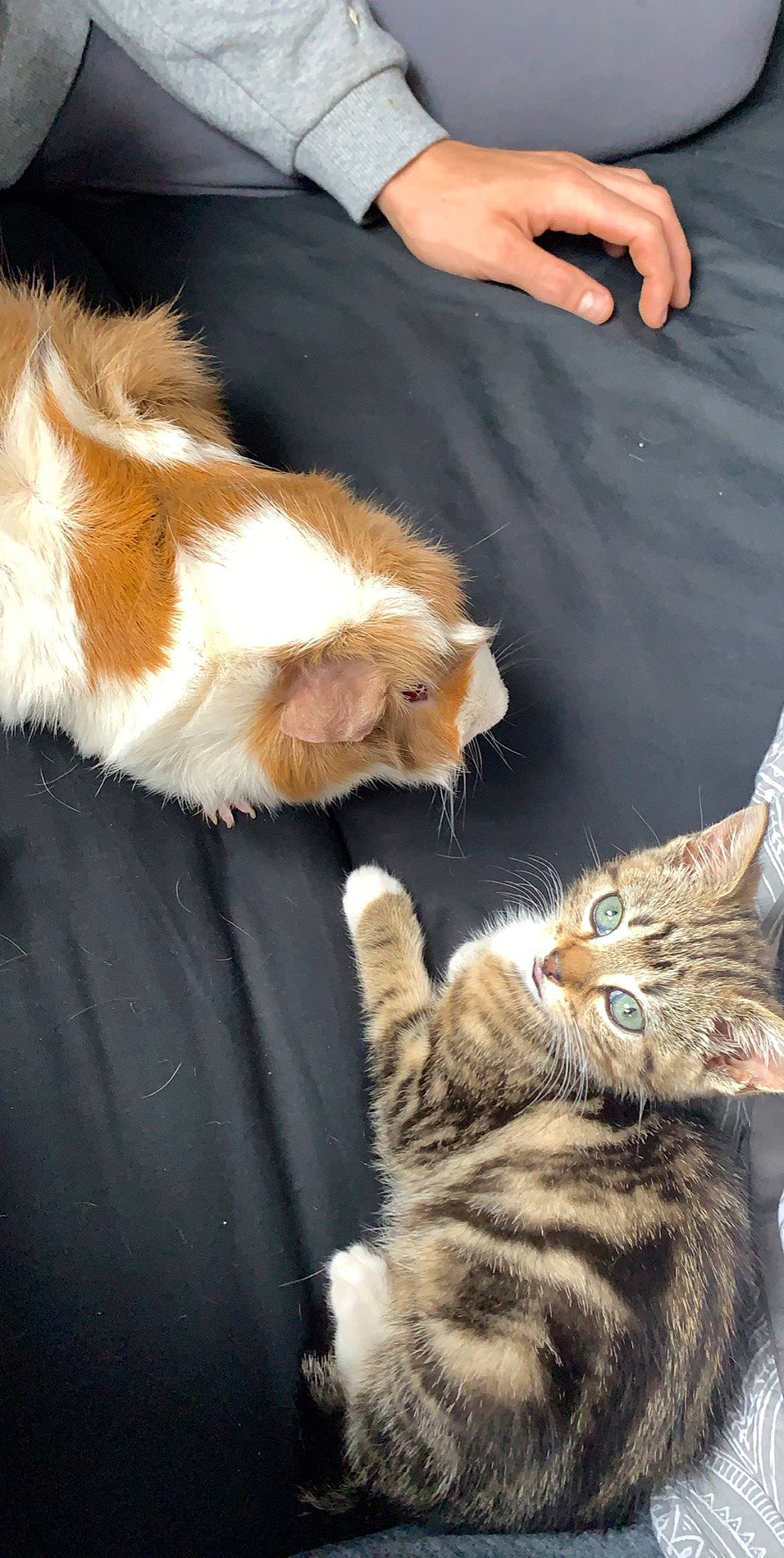 Nala is registered to the contest to win money with this photo: aegean_cat, american_curl, carnivore, cat, claw, domestic_long_haired_cat, european_shorthair, felidae, fur, kitten, mammal, paw, polydactyl_cat, ragamuffin, small_to_medium_sized_cats, tabby_cat, tail, whiskers