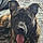 Ares