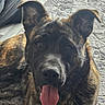 animal, brindle, canine, carpet, close_up, companion, cute, dog, ears_up, expression, friendly, fur, home, indoor, muzzle, pet, portrait, relaxed, resting, tongue_out