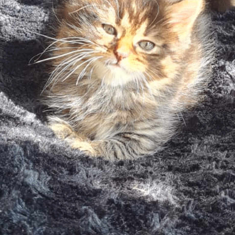 Mimi participe au concours pour gagner de l'argent avec cette photo : animal, blanket, cat, cozy, cute, domestic_animal, feline, fluffy, fur, indoor, kitten, pet, resting, small, soft, sunlight, tabby, whiskers, wooden_floor, young
