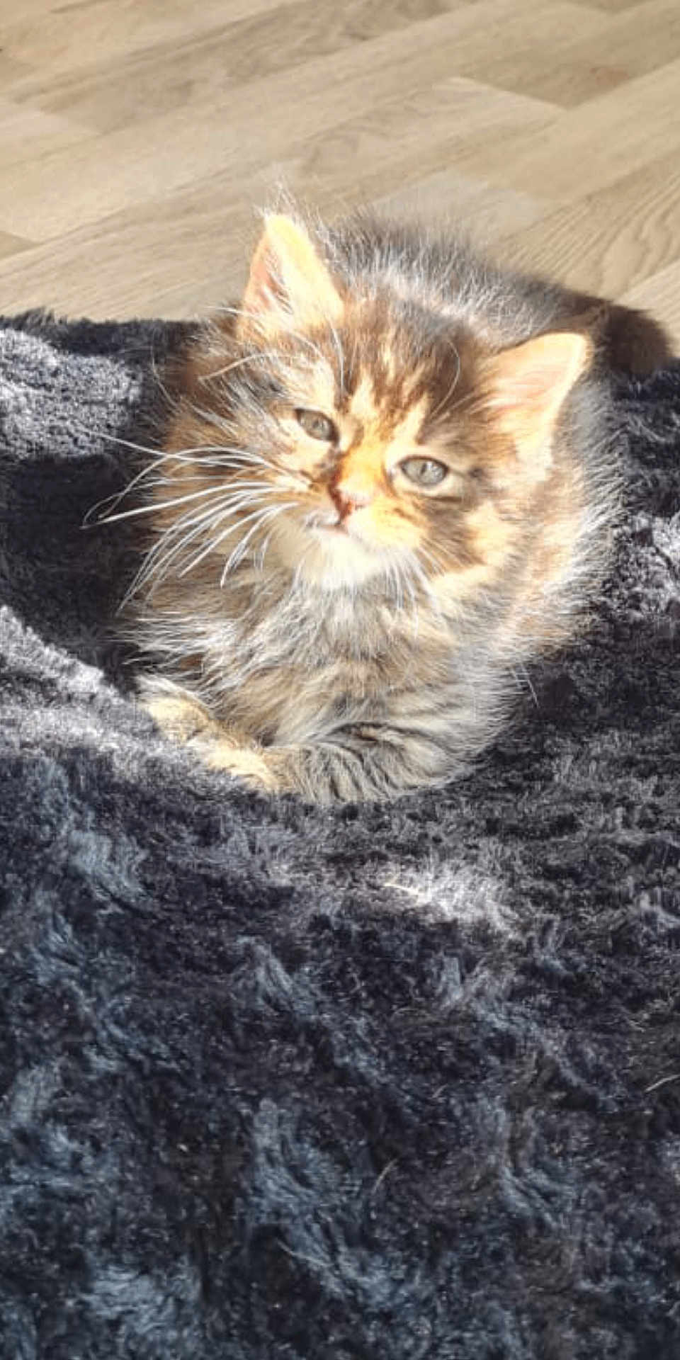 Mimi participe au concours pour gagner de l'argent avec cette photo : kitten, cat, feline, fur, pet, animal, sunlight, blanket, indoor, wooden_floor, cute, small, fluffy, whiskers, resting, young, domestic_animal, tabby, cozy, soft