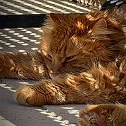 Rocky participe au concours pour gagner de l'argent avec cette photo : cat, orange_cat, fluffy, feline, pet, resting, sunlight, shadow_pattern, relaxing, paw, indoors, closeup, texture, fur, sleepy, animal, cute, domestic_cat, lazy, warm_light