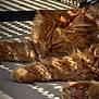 cat, orange_cat, fluffy, feline, pet, resting, sunlight, shadow_pattern, relaxing, paw, indoors, closeup, texture, fur, sleepy, animal, cute, domestic_cat, lazy, warm_light