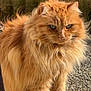 cat, orange_cat, fluffy_fur, pet, animal, outdoor, stone_floor, plant_pot, greenery, fur, whiskers, ears, tail, four_legs, close_up, portrait, feline, domestic_cat, cute, standing