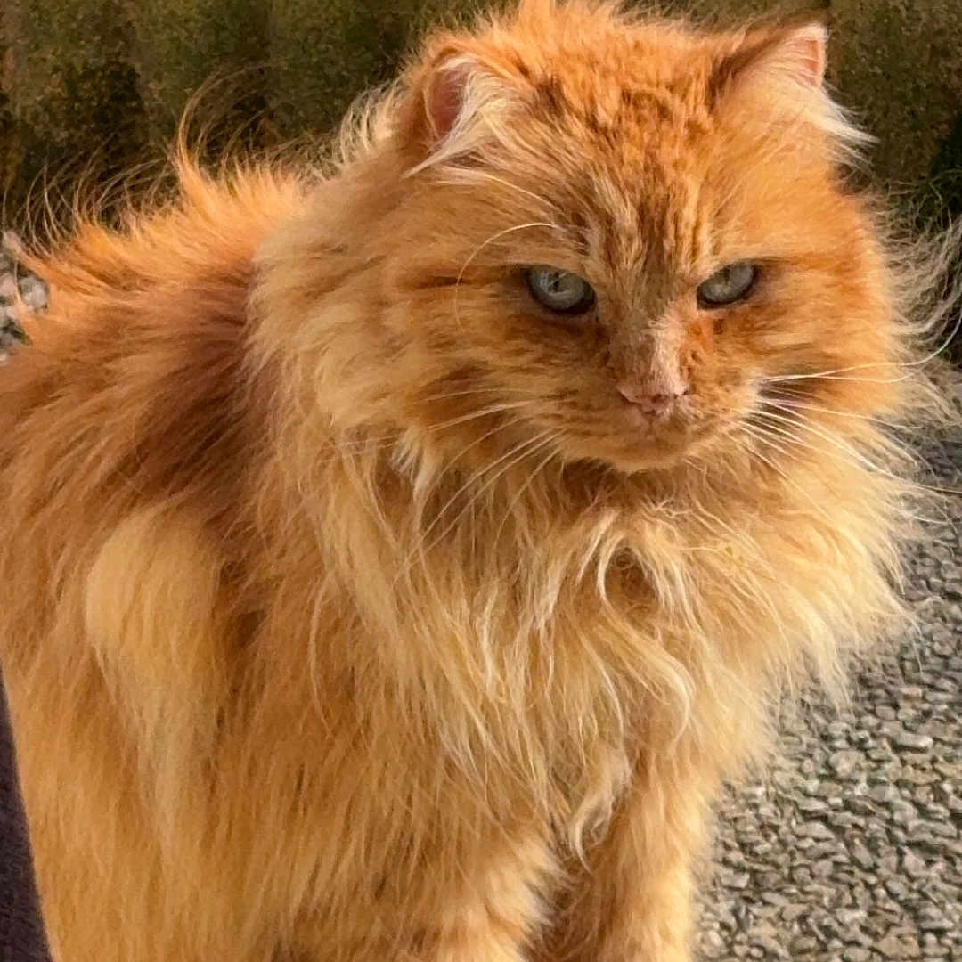 Rocky participe au concours pour gagner de l'argent avec cette photo : animal, cat, close_up, cute, domestic_cat, ears, feline, fluffy_fur, four_legs, fur, greenery, orange_cat, outdoor, pet, plant_pot, portrait, standing, stone_floor, tail, whiskers