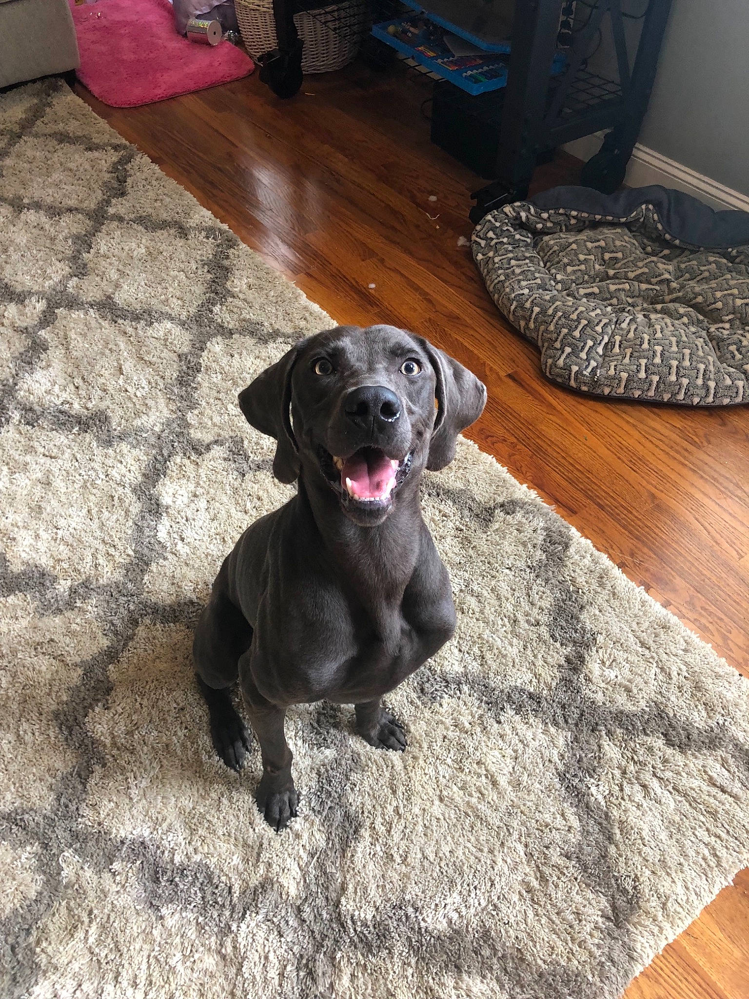 Rocky is registered to the contest to win money with this photo: beagador, blue_lacy, borador, canidae, carnivore, companion_dog, dog, dog_breed, fawn, labrador_retriever, mammal, patterdale_terrier, pointer, puppy, snout, sporting_group, weimaraner