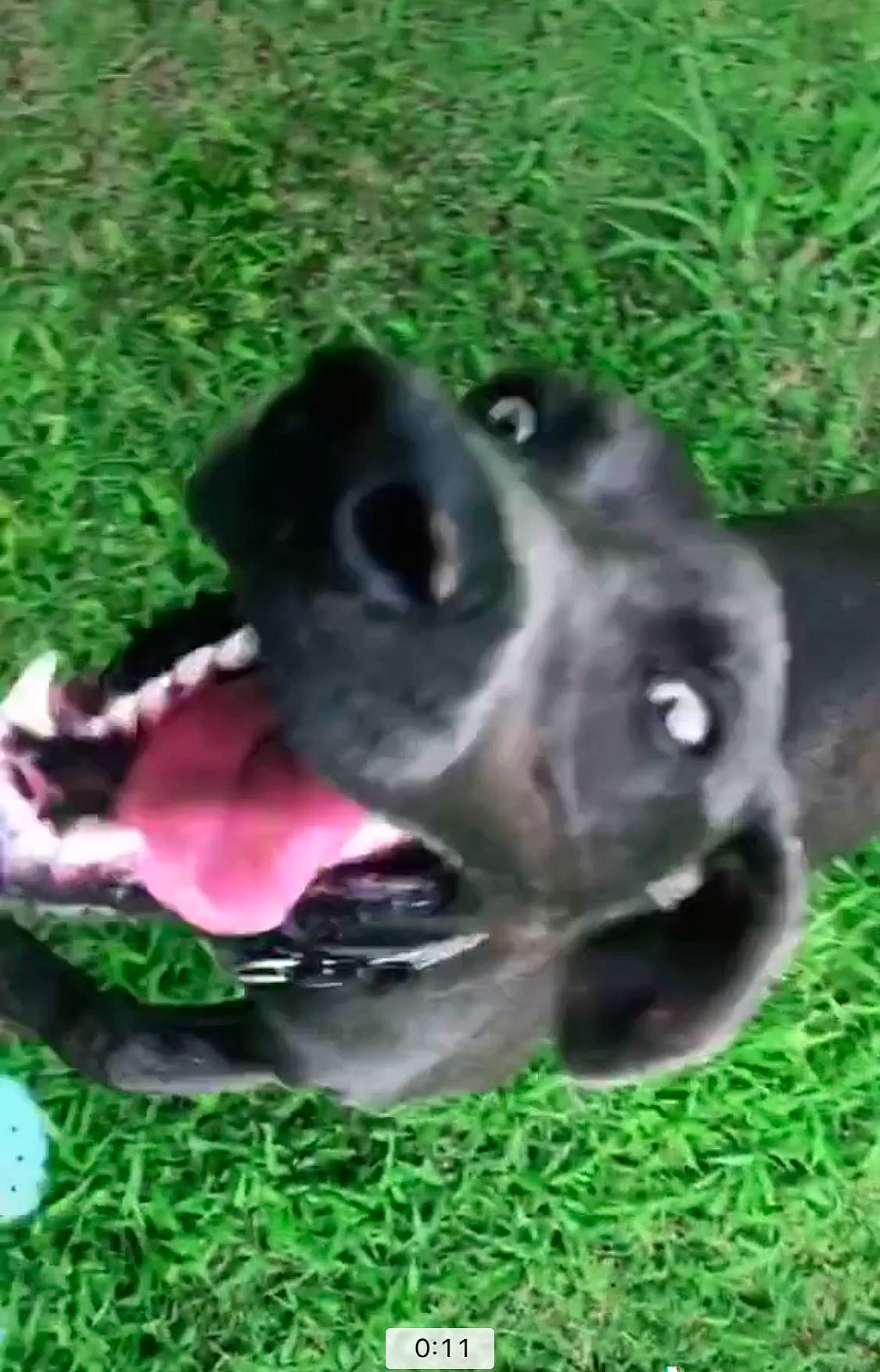 Rocky is registered to the contest to win money with this photo: cane_corso, canidae, carnivore, dog, dog_breed, grass, labrador_retriever, mammal, pointer, puppy, snout, sporting_group