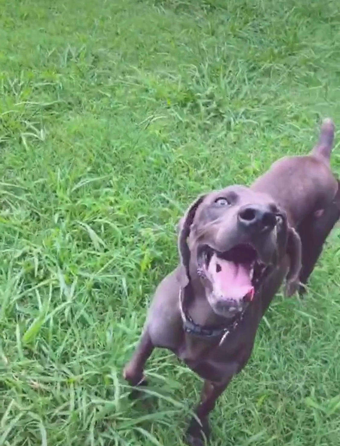 Rocky joined the competition — help win amazing prizes! american_pit_bull_terrier, blue_lacy, canidae, carnivore, dog, dog_breed, fawn, grass, hunting_dog, labrador_retriever, mammal, patterdale_terrier, snout, sporting_group, vertebrate, weimaraner