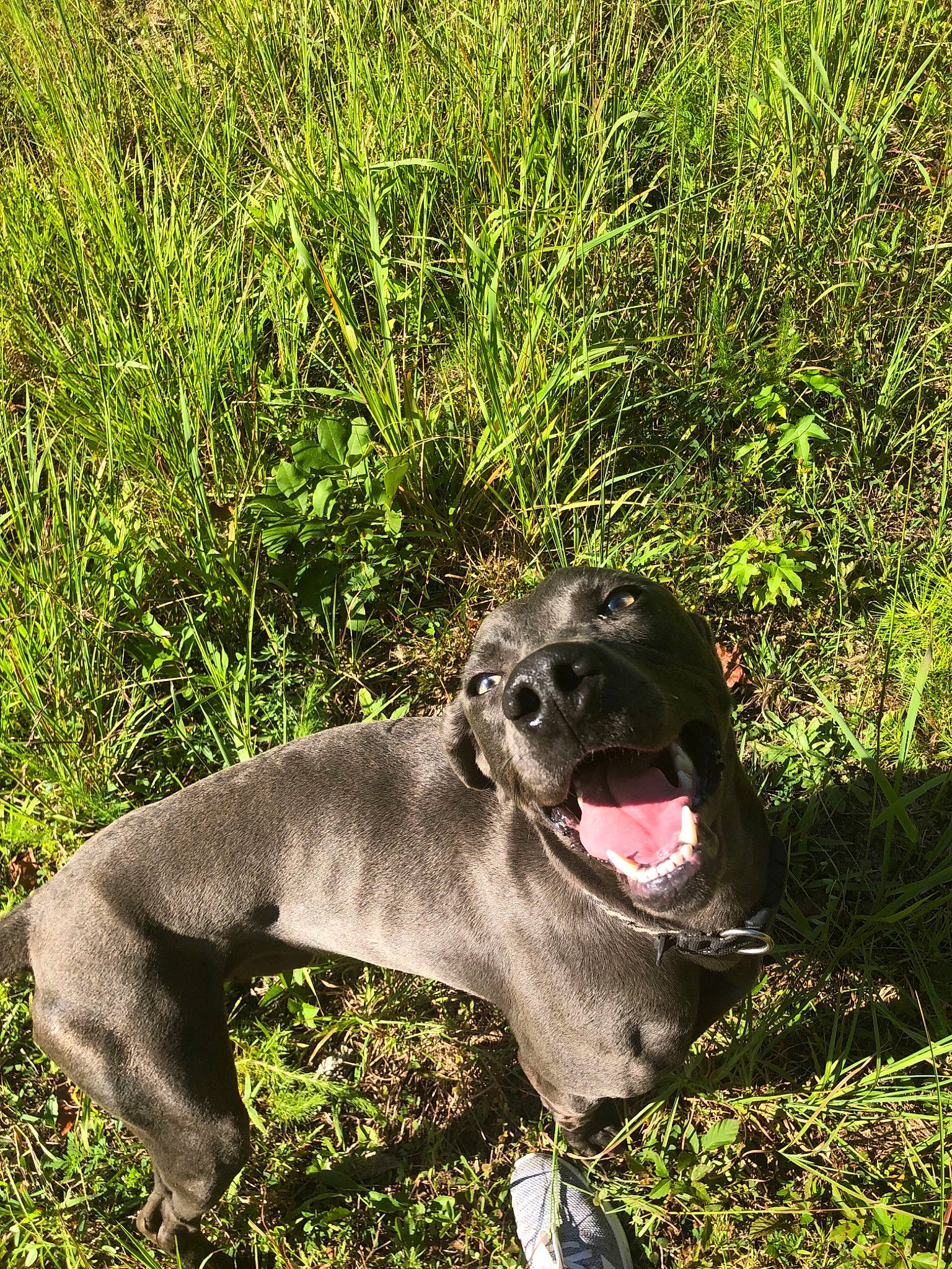 Rocky joined the competition — help win amazing prizes! bandog, canidae, carnivore, dog, dog_breed, fawn, grass, mammal, mountain_cur, non_sporting_group, sporting_group, vertebrate