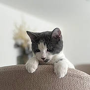 Miran participe au concours pour gagner de l'argent avec cette photo : cat, kitten, black_and_white, feline, pet, animal, face, eyes, ears, whiskers, paws, fur, cute, indoor, home, sofa, couch, cushion, portrait, relaxed