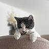 cat, kitten, black_and_white, feline, pet, animal, face, eyes, ears, whiskers, paws, fur, cute, indoor, home, sofa, couch, cushion, portrait, relaxed