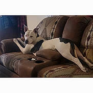 Novah is registered to the contest to win money with this photo: animal, black, brown, canine, comfort, couch, dog, domestic, ears, furniture, home, indoor, living_room, looking, patterned, pet, relaxed, resting, seat, white