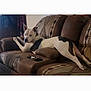 animal, black, brown, canine, comfort, couch, dog, domestic, ears, furniture, home, indoor, living_room, looking, patterned, pet, relaxed, resting, seat, white