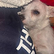 Fearless joined the competition — help win amazing prizes! animal, blanket, close_up, clothing, companion, cozy, cute, dog, fabric, face, human, indoor, navy_shirt, pet, relaxed, resting, snuggling, soft_texture, text_on_clothing, white_dog