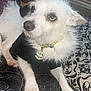 Fearless is registered to the contest to win money with this photo: animal, black_shirt, blanket, closeup, companion, cute, dog, dollar_sign, ears, fur, gold_necklace, indoors, looking_up, patterned_blanket, paws, pet, resting, scruffy_fur, small_dog, white_dog