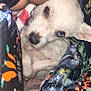 Fearless is registered to the contest to win money with this photo: animal, arm, blanket, close_up, colorful_blanket, companion, cozy, cute, dog, fur, heterochromia, indoor, looking, pet, puppy, resting, small_dog, soft_texture, tattoo, white_dog