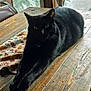 animal, black_cat, cat, cozy, curtains, domestic_cat, fur, furniture, green_eyes, home, indoor, natural_light, patterned_cloth, pet, relaxed, resting, stretching, table, window, wooden_table