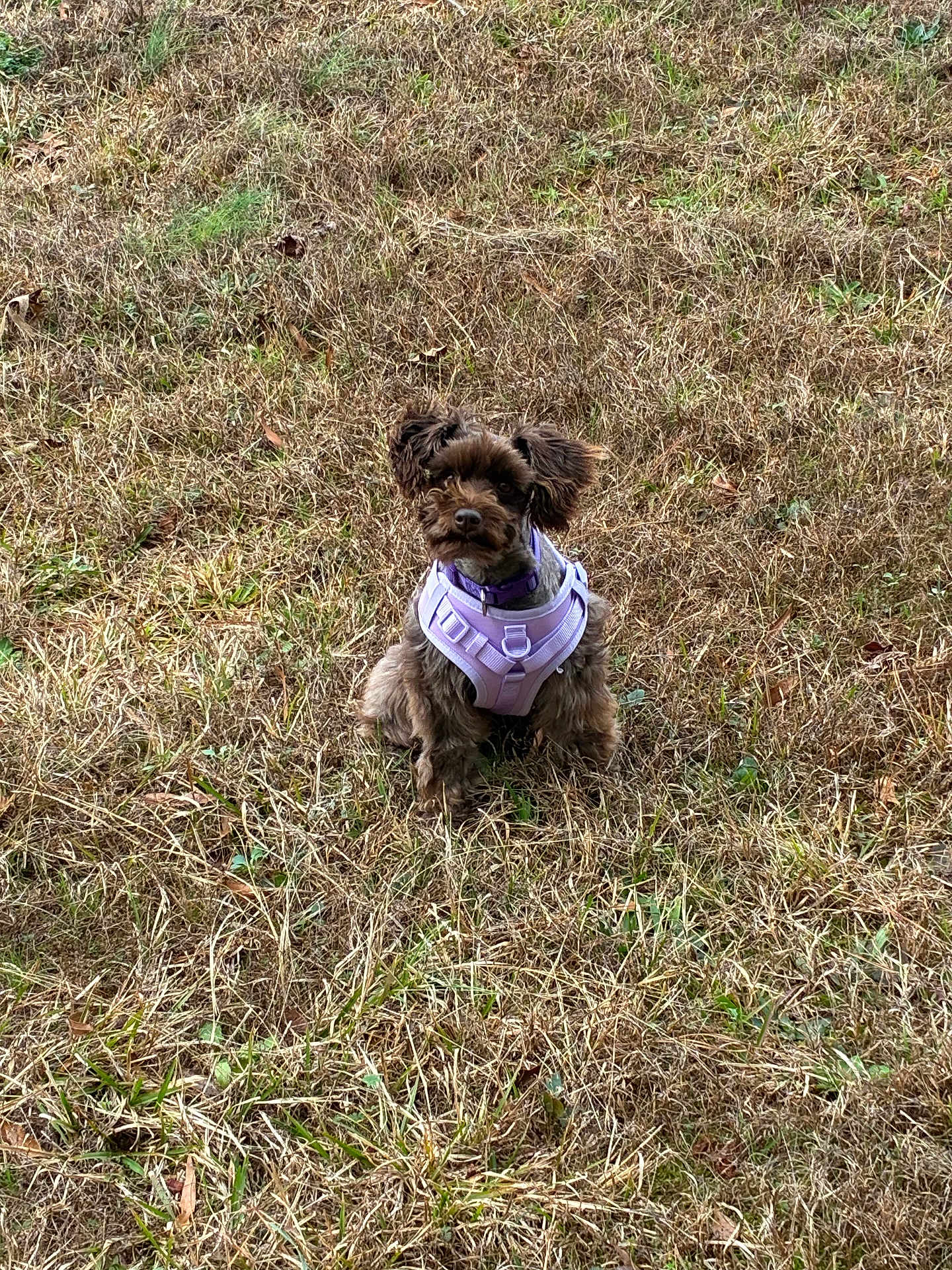 Hazel is registered to the contest to win money with this photo: dog, small_dog, purple_harness, grass, dry_grass, outdoor, pet, animal, cute, fluffy, sitting, brown_dog, ears_up, alert, nature, field, canine, fur, companion, friendly