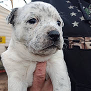 Boomer joined the competition — help win amazing prizes! adorable, animal, being_held, black_nose, closeup, cute, dark_eyes, dog, floppy_ears, furry, human_hand, outdoor, pet, portrait, puppy, shirt, star_pattern, white_fur, workshop, wrinkles