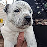 adorable, animal, being_held, black_nose, closeup, cute, dark_eyes, dog, floppy_ears, furry, human_hand, outdoor, pet, portrait, puppy, shirt, star_pattern, white_fur, workshop, wrinkles
