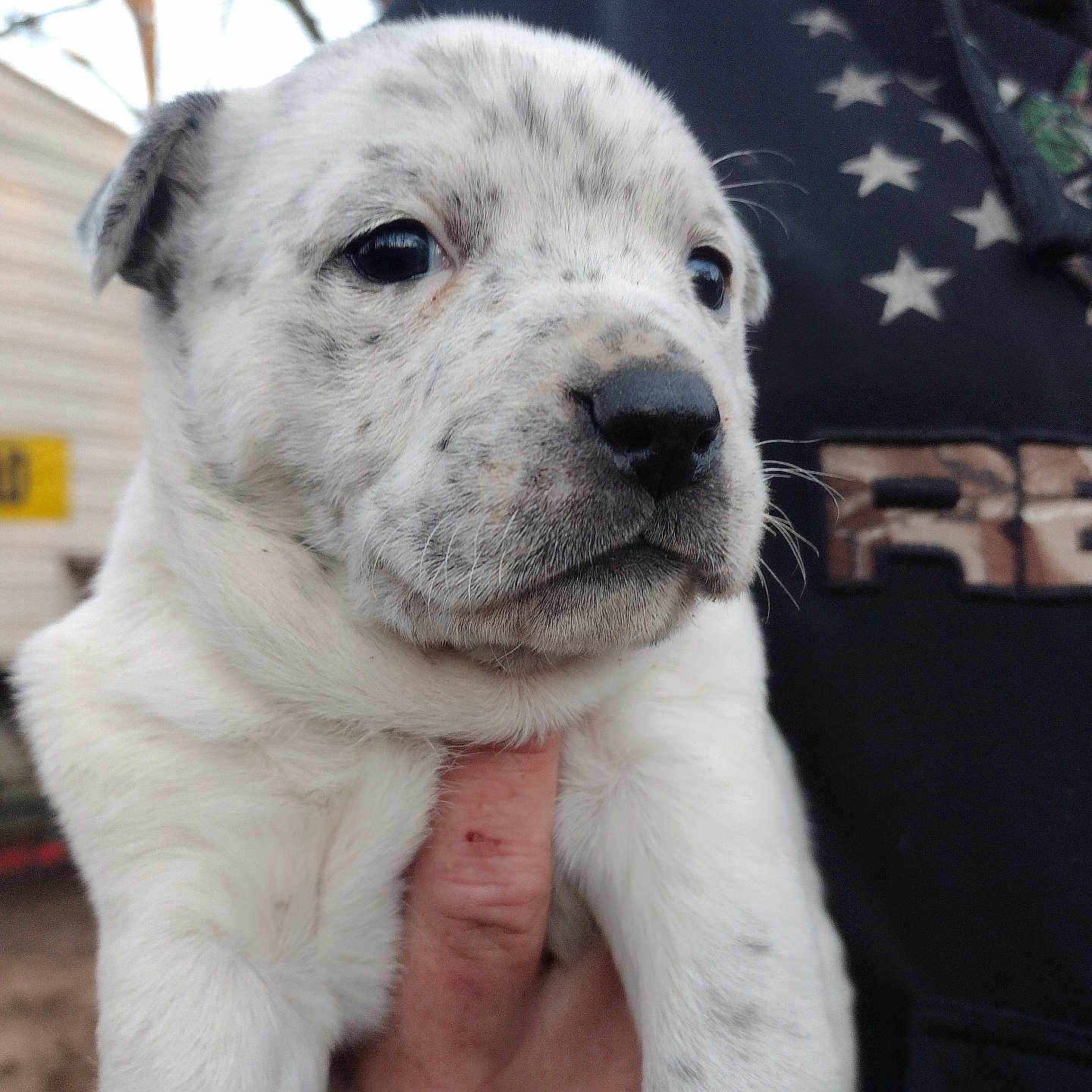 Boomer joined the competition — help win amazing prizes! adorable, animal, being_held, black_nose, closeup, cute, dark_eyes, dog, floppy_ears, furry, human_hand, outdoor, pet, portrait, puppy, shirt, star_pattern, white_fur, workshop, wrinkles