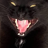 R Deux Ddeux a rejoint le concours — aidez-le/la à gagner de superbes lots ! animal, black_cat, black_fur, cat, close_up, cute, expression, face, fierce, fur, indoor, mammal, mouth_open, pet, small_white_patch, teeth, tongue, whiskers, yawning, yellow_eyes