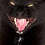 animal, black_cat, black_fur, cat, close_up, cute, expression, face, fierce, fur, indoor, mammal, mouth_open, pet, small_white_patch, teeth, tongue, whiskers, yawning, yellow_eyes