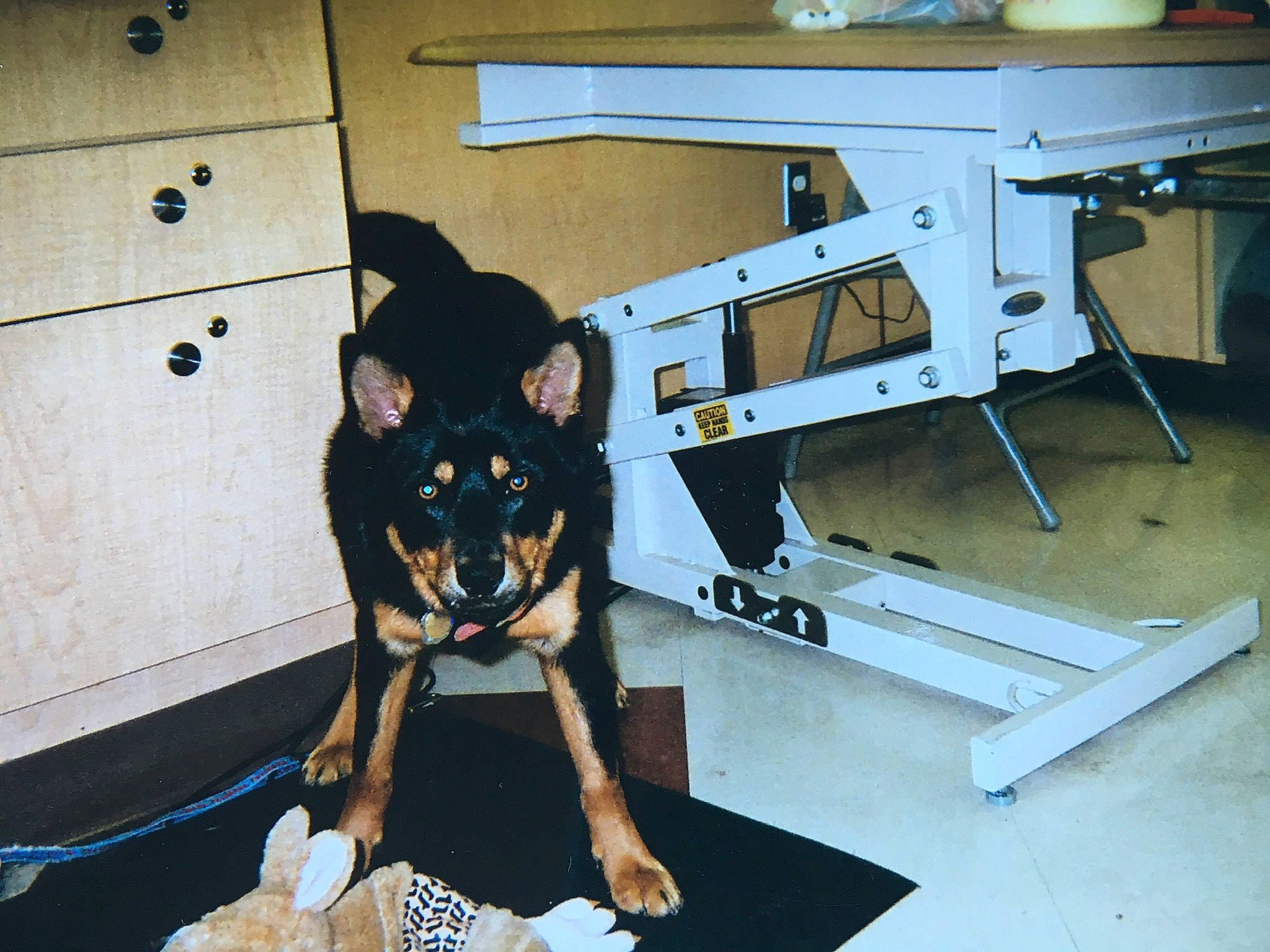 Aslan is registered to the contest to win money with this photo: canidae, carnivore, companion_dog, dog, dog_breed, floor, german_pinscher, guard_dog, manchester_terrier, miniature_pinscher, pinscher, prazsky_krysarik, table, toy_dog, toy_manchester_terrier, working_dog