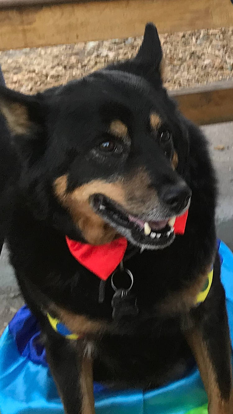 Aslan is registered to the contest to win money with this photo: beauceron, bohemian_shepherd, canidae, carnivore, companion_dog, dog, dog_breed, mammal, rare_breed_dog, rottweiler, snout, sporting_group, vertebrate