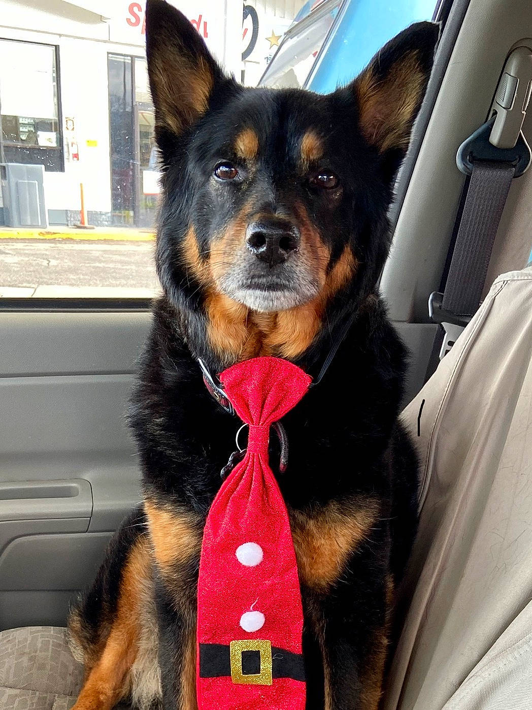 Aslan is registered to the contest to win money with this photo: australian_kelpie, bohemian_shepherd, canidae, carnivore, collar, companion_dog, dog, dog_breed, dog_collar, ear, king_shepherd, mammal, police_dog, snout, sporting_group, vertebrate