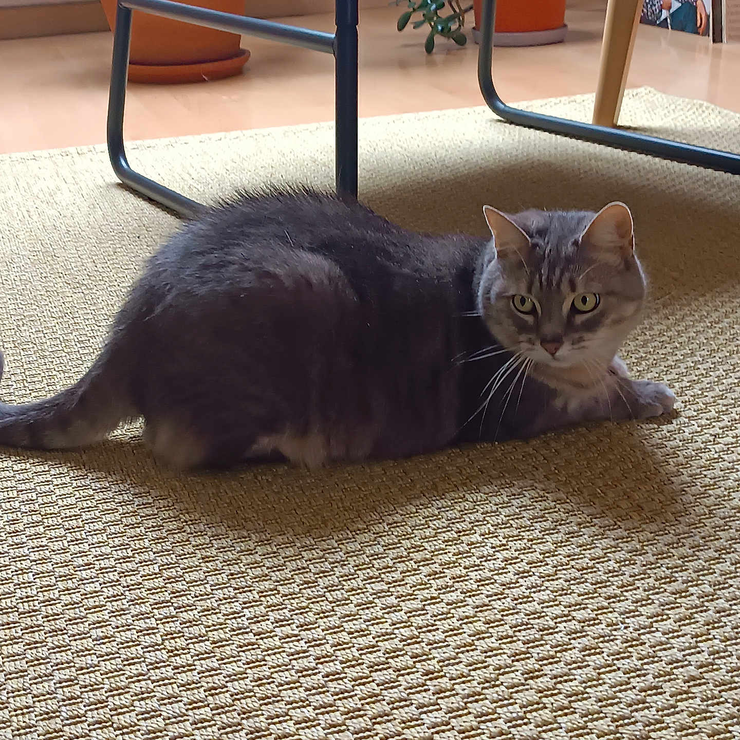 Norita participe au concours pour gagner de l'argent avec cette photo : alert, animal, carpet, cat, cozy, crouching, curious, domestic_cat, floor, fur, furniture, gray_cat, green_eyes, home, indoor, pet, potted_plant, tabby_cat, tail, whiskers