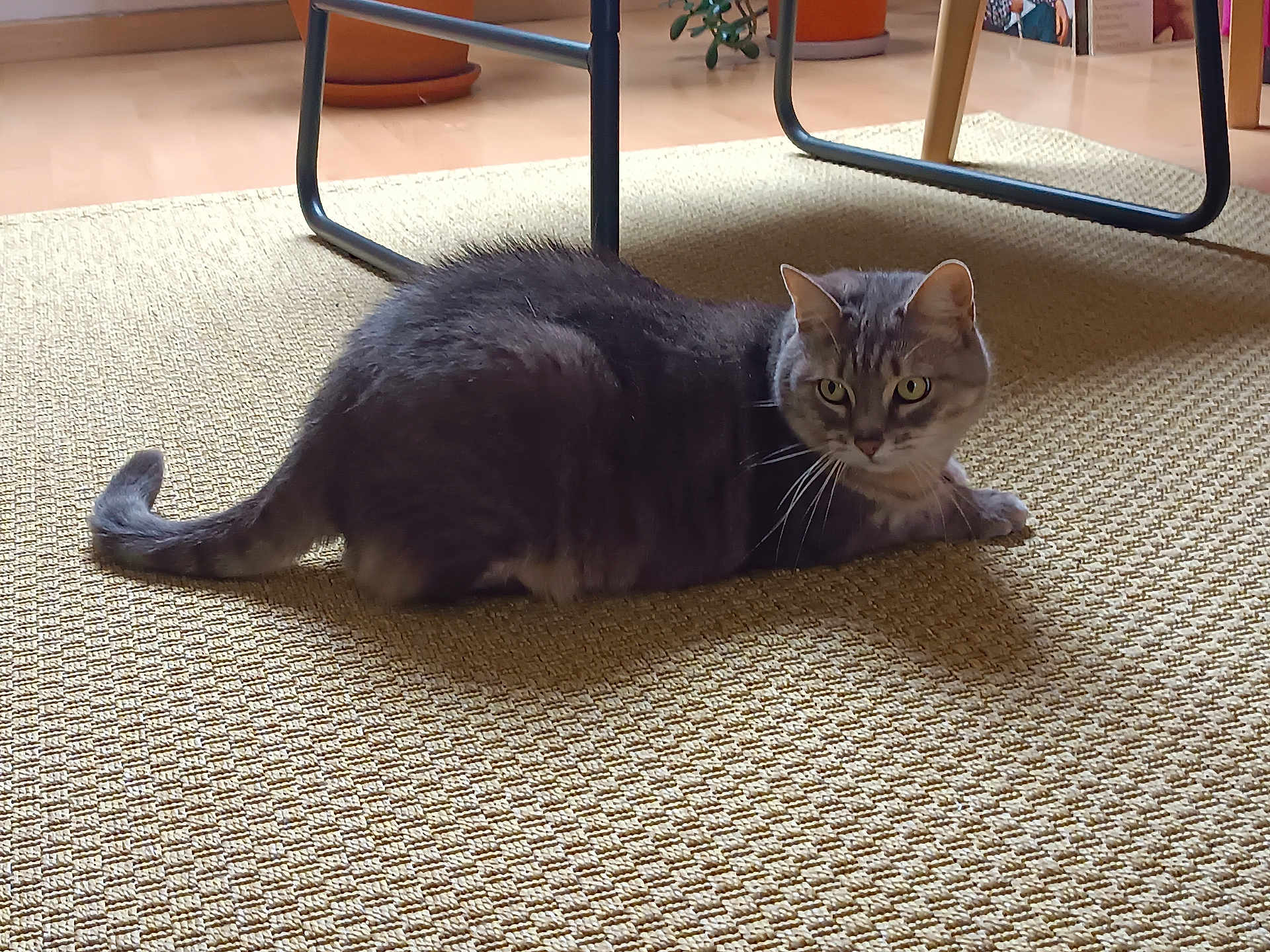Norita participe au concours pour gagner de l'argent avec cette photo : alert, animal, carpet, cat, cozy, crouching, curious, domestic_cat, floor, fur, furniture, gray_cat, green_eyes, home, indoor, pet, potted_plant, tabby_cat, tail, whiskers