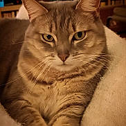 Norita participe au concours pour gagner de l'argent avec cette photo : animal, blanket, cat, close_up, comfort, cozy, cute, domestic_animal, feline, fur, indoor, mammal, pet, portrait, relaxed, resting, soft, tabby, warm_lighting, whiskers
