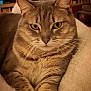 animal, blanket, cat, close_up, comfort, cozy, cute, domestic_animal, feline, fur, indoor, mammal, pet, portrait, relaxed, resting, soft, tabby, warm_lighting, whiskers