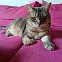 Norita a rejoint le concours — aidez-le/la à gagner de superbes lots ! animal, cat, comfort, couch, cozy, domestic_cat, ears, feline, fur, green_eyes, household, indoor, paws, pet, pink, relaxed, resting, sofa, tabby, whiskers