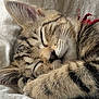 cat, kitten, sleeping, close_up, tabby, fur, paw, whiskers, face, pet, animal, cute, cozy, nap, soft, domestic_animal, resting, feline, indoor, adorable