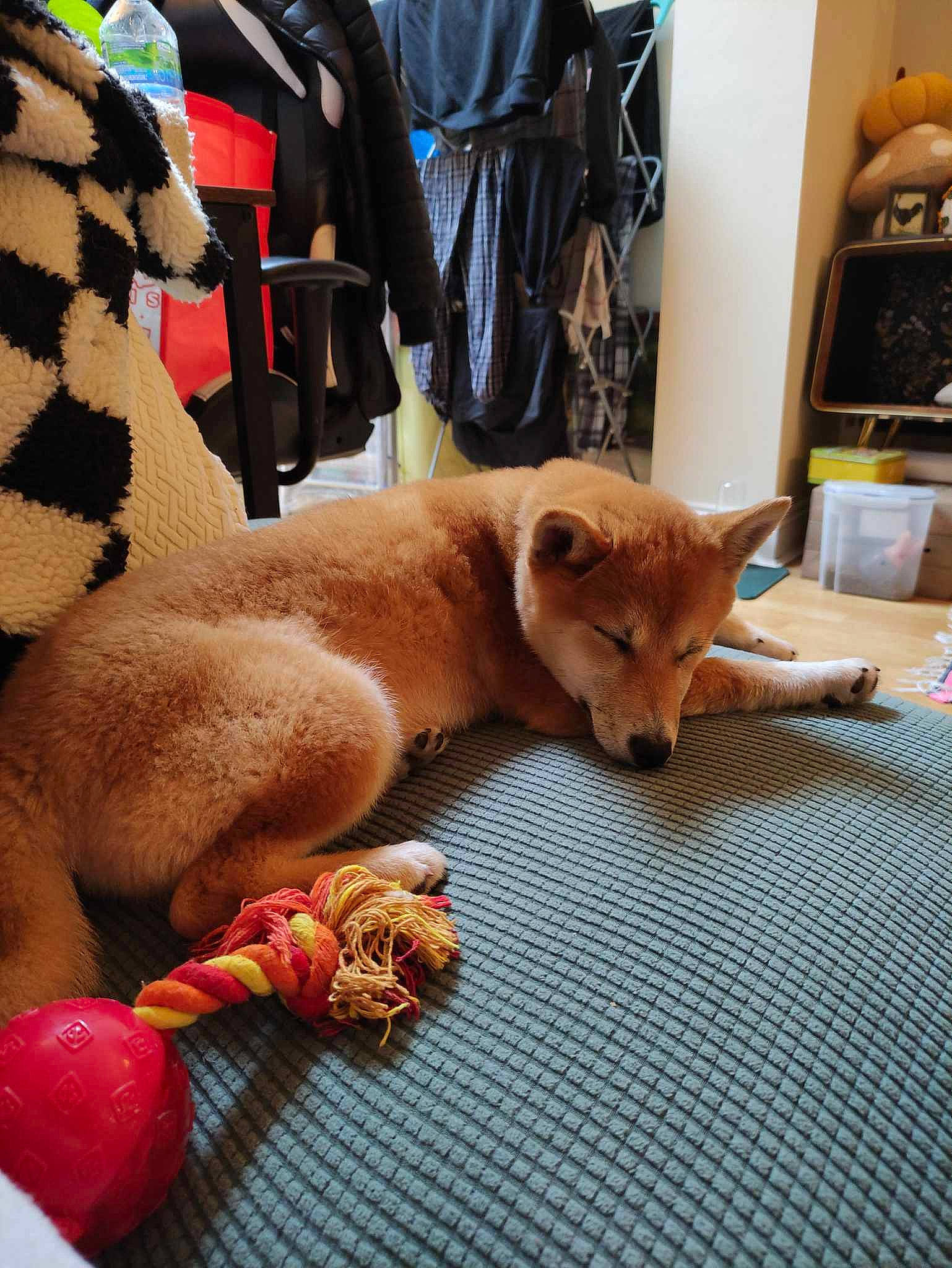 Luna joined the competition — help win amazing prizes! carnivore, chair, comfort, companion_dog, dog, dog_breed, fawn, felidae, flooring, fur, hardwood, linens, small_to_medium_sized_cats, snout, spitz, tail, whiskers, window, wood, working_animal