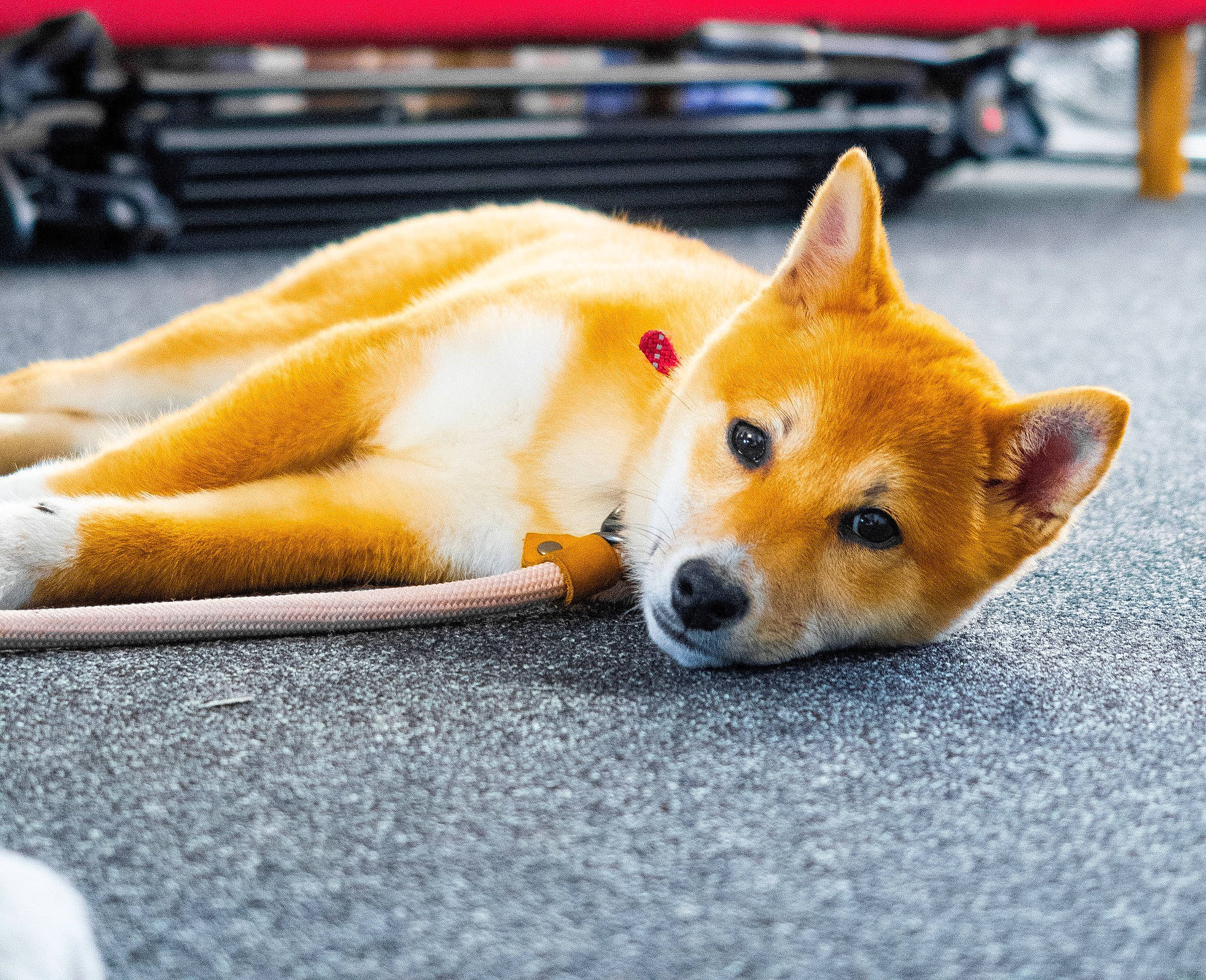 Luna joined the competition — help win amazing prizes! canidae, canis, carnivore, collar, companion_dog, dog, dog_breed, dog_supply, fawn, fur, herding_dog, non_sporting_group, snout, spitz, sporting_group, tail, tire, vehicle, wheel, working_dog